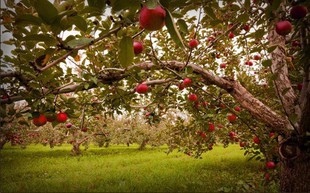 Vườn táo gần 300 tuổi đẹp như ở xứ sở thiên đường