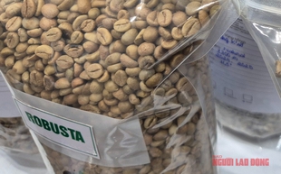 Giá cà phê hôm nay 5-11: Cà phê Việt được săn đón