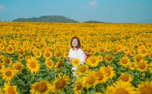 Cánh đồng hoa hướng dương cách Hà Nội 250 km, khách đi từ nửa đêm tới check-in