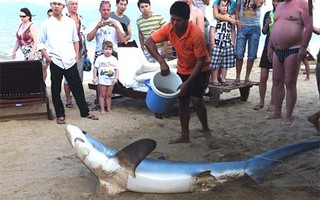 Cá mập ở Nha Trang không nguy hiểm