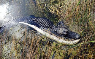 Cá sấu Mỹ đại chiến trăn Miến Điện