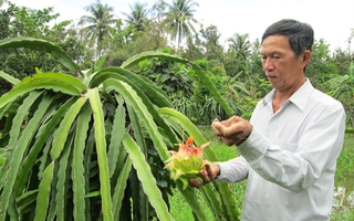 Người trồng thanh long hốt bạc