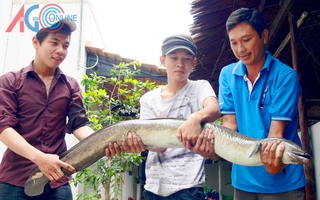 Ngư dân bắt được cá chình 11 kg