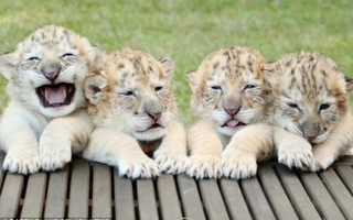 4 anh em hổ lai sư tử trắng đầu tiên thế giới