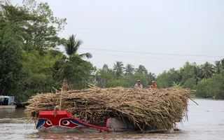 Áp dụng phòng vệ thương mại với mía đường