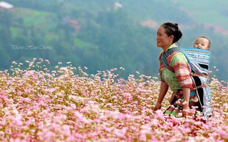 Lạc vào miền cổ tích trong mùa tam giác mạch