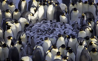 Cảm động cảnh chim cánh cụt Hoàng đế ủ ấm đàn con