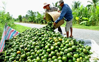 Ra khỏi chợ đầu mối, cam Trung Quốc có 'nguồn gốc' miền Tây