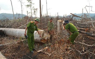 Nhẹ tay với doanh nghiệp làm mất rừng