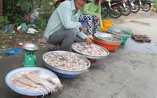 Mực khủng, giá rẻ bất thường