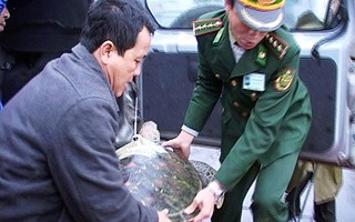 Rùa biển liên tục xuất hiện ở Thừa Thiên - Huế