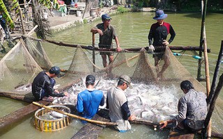 Tiếp tục đòi công bằng cho cá tra