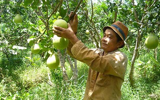 Thêm 10.000 ha cây ăn trái chất lượng cao ở ĐBSCL