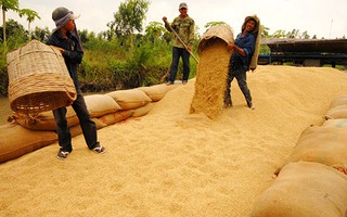 Giá lúa tăng cao: Lợi trước, lo sau