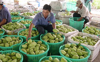 Tìm đường cho nông sản vào Nhật