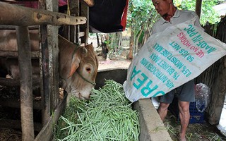 Người trồng rau điêu đứng