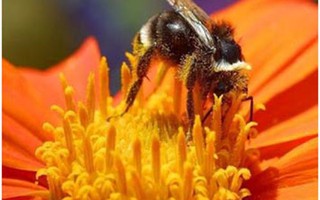 Phấn ong có nhiều công dụng