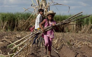 Lao động hợp pháp ở Bolivia: 10 tuổi là đủ