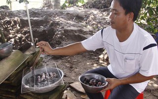 Về cù lao ăn rắn mối