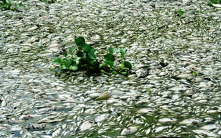 Cá chết hàng loạt, nổi trắng sông Nhuệ