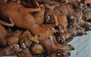 Trung Quốc: Lén tổ chức lễ hội thịt chó sớm để tránh chỉ trích