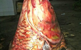 Kỳ thú chuyện săn lùng loài cá "khủng": “Nghĩa địa” cá hô