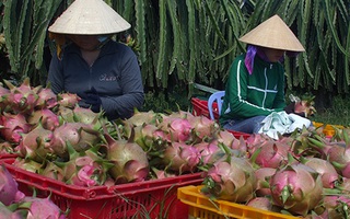 Thanh long Việt Nam được cấp phép xuất khẩu sang New Zealand