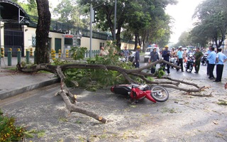 TP HCM: Nhánh cây rơi làm bị thương 2 phụ nữ