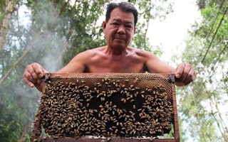 Nuôi ong kiếm tiền tỉ ở vùng Đồng Tháp Mười