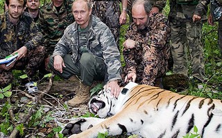 Khu bảo tồn Trung Quốc nửa mừng nửa lo vì hổ do ông Putin thả