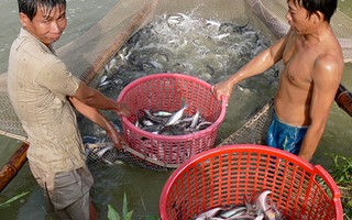 Cảnh giác giá cá tra tăng nóng