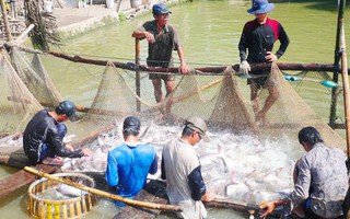 Doanh nghiệp xuất khẩu cá tra dọa đóng cửa