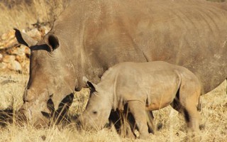 Nam Phi: Hai người Việt bị bắt do tàng trữ sừng tê giác