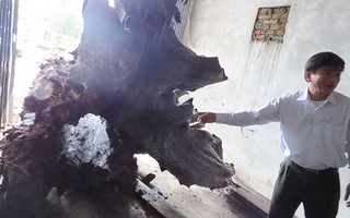 Vụ gốc gỗ sưa ở Quảng Bình: Người phát hiện có thể “trắng tay”