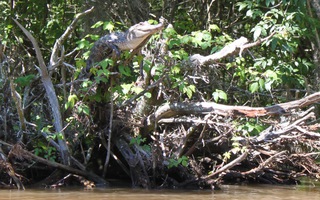 Phát hiện loài cá sấu biết leo cây