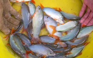 Nuôi cá “heo” nước ngọt ở An Giang