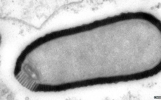 Virus khổng lồ sống lại sau 30.000 năm