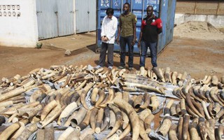 Togo bắt người Việt buôn lậu gần 4 tấn ngà voi