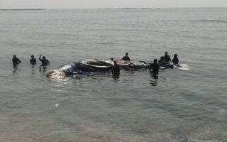 An táng cá voi Trường Sa tại đảo Lý Sơn