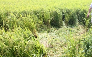 Đường dây 220 KV đứt xuống ruộng lúa, giật chết 1 nông dân