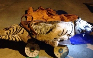 Chở con hổ nặng 120 kg cho 1 "người lạ mặt"
