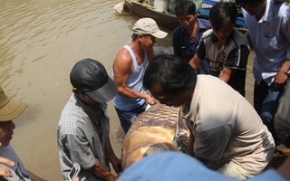 TP HCM: Bắt được cá hô “khủng” nặng gần 130 kg