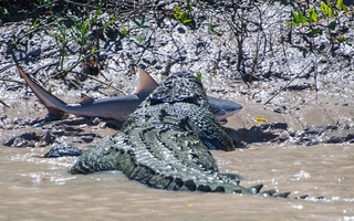 Cá sấu khổng lồ nuốt chửng cá mập