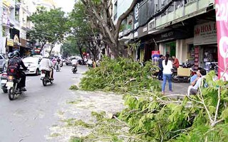 Hãy giữ lá phổi của TP HCM!