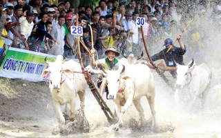 Sôi động Lễ hội đua bò vòng loại Bảy Núi