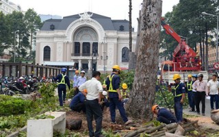 Dùng gỗ cây bị đốn trước Nhà hát TP HCM trùng tu chùa