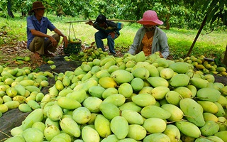 Nghịch lý trái cây đặc sản