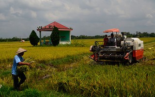 Lúa gà: Hại vẫn trồng!