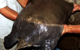 Con cua đinh nặng 23,5 kg vướng câu ngư dân