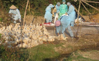 Tiêu hủy hơn 1.000 con vịt tại ổ dịch cúm A/H5N1